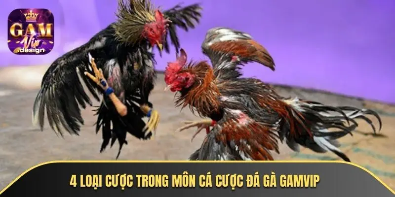 4 loại cược trong môn cá cược đá gà GAMVIP